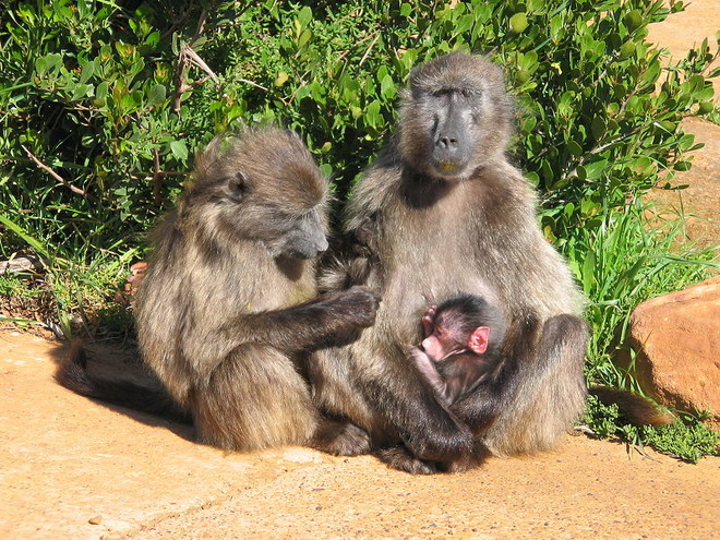 차크마개코원숭이. (이미지 출처 =&nbsp;commons.wikimedia.org)