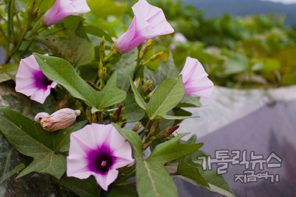 길을 걷다가 발견한 고구마꽃. 박희진 사무국장이 쉽게 보기 힘든 꽃이라며 아이들에게 설명했다.
