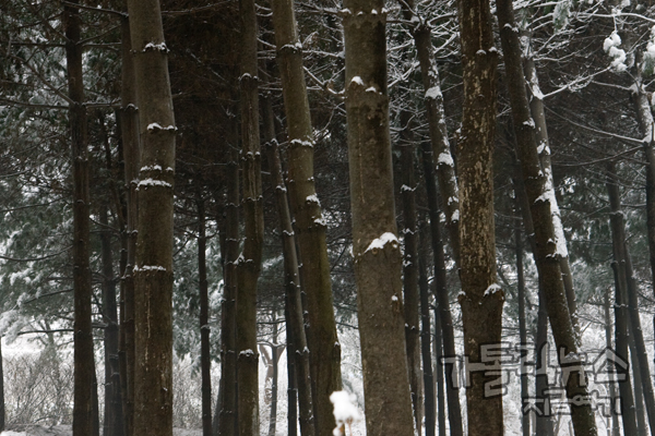 나무 사이로 휘몰아치는 겨울바람이 상큼하게 느껴진다.