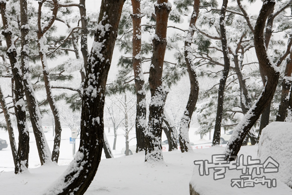 혹한을 묵묵히 견디는 소나무 위에 흰눈이 소복하게 쌓였다.