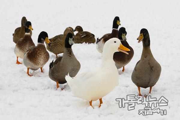 추위에 배곯고 있던 오리들이 사람을 보자 종종걸음으로 다가온다.
