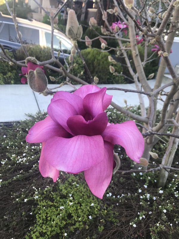 가슴에 별을 안고 가는 길은 가난한 길, 연약한 길, 그리고 그 안에서 작은 꽃을 피우는 길일 것이다. ©️박정은<br>