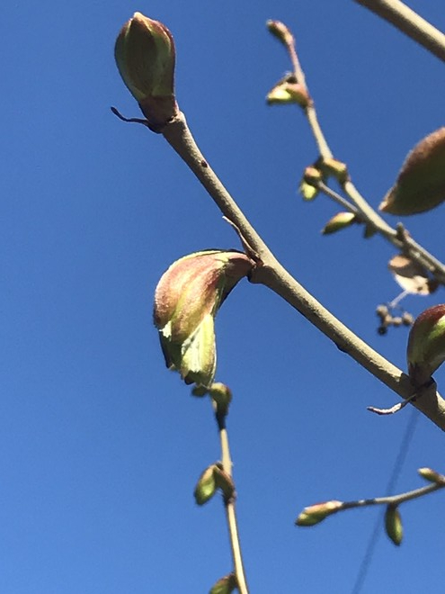 고요하게 움을 틔우는 나무. 아직 꽃을 피우지 못해도 여전히 아름답다는 것. 그래서 그냥 내 삶의 자리를 굳게 지키고 싶다는 생각. 생명의 나무를 만나고 있다는 생각을 한다. ©️박정은