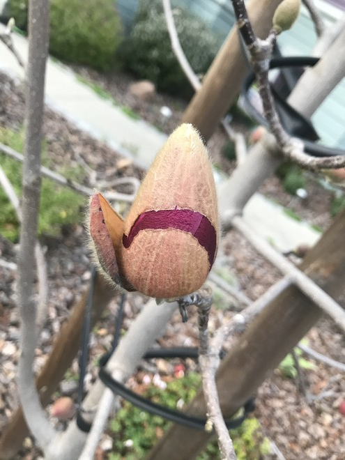 빨간 목련이 움을 찢고 나와 꽃을 피우는 시간. 봄은 저렇게 치열하게 생명을 일구는 열정 속에서 우리에게 온다는 것. 죽음 속에서 생명은 시작된다는 것을 생각하게 한다. ©️박정은