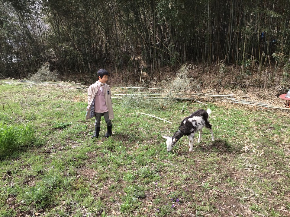 순딩이 풀 먹는 거 구경하기. 정청라
