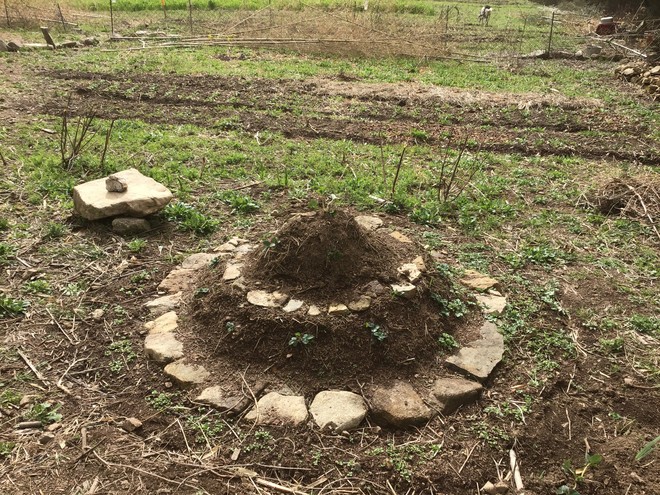 비밀의 뜰 안에 있는 다울이의 별난 밭(딸기 나선).&nbsp;©️정청라