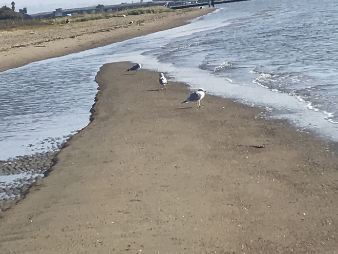 봄날의 아침 바다. 이곳에서 누군가 숯불을 피워 생선을 건네준다면, 낯선 이로 다가오시는 주님을 그렇게 뵌다면, 우리는 모두 숯불을 피워 누군가에게 생선을 건넬 수 있을 것이다. ©️박정은