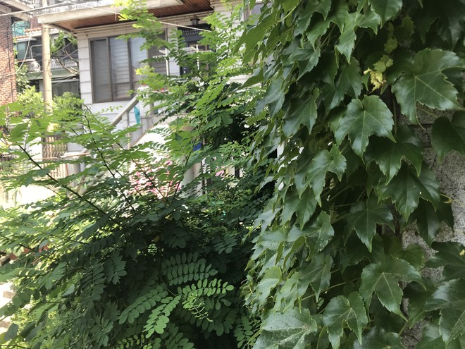 텅 빈 집 앞에  나무가 자라듯, 그리고 새가 깃드는 쉼터가 되듯이, 하느님의 마음은 그렇게 자연스럽고 넉넉한 것. ⓒ박정은<br>