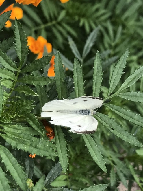 꽃 위에서 움직이지 않는 나비. 먼 길 떠나는 그에게 건네는 인사는 나의 서툰 손 부채질과 약간의 그늘. ©️박정은<br>