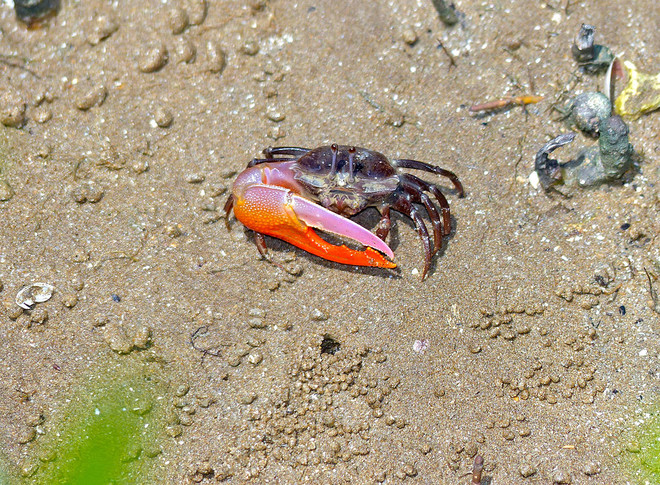 농게 (사진 출처 = commons.wikimedia.org/)