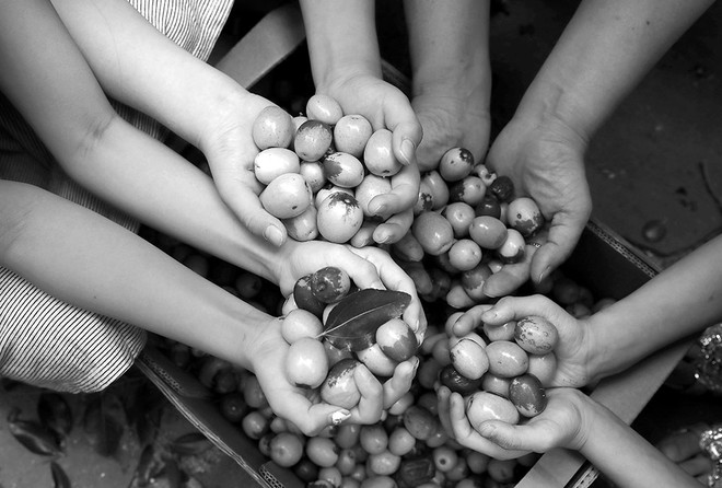 대추나무 한 그루에서 많은 대추가 열렸습니다. 행복한공부방 아이들은 태어나서 처음으로 대추비를 맞았습니다. 사랑의 비였습니다. ©️장영식<br>