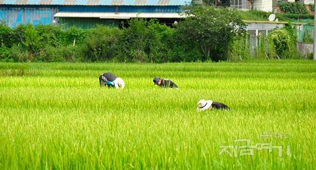 농토를 전용하는 일은 단기적 대응책이 되어서는 안 된다. 농민의 현실, 해마다 줄어드는 농토, 식량 주권, 그리고 기후위기의 문제.... 너무나 복잡하고도 총체적 생존의 문제다. ©️지금여기 자료사진<br>