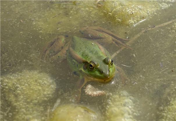 새만금 수라갯벌 웅덩이에서 발견된 금개구리(사진 출처 = 새만금 신공항 백지화 공동행동)