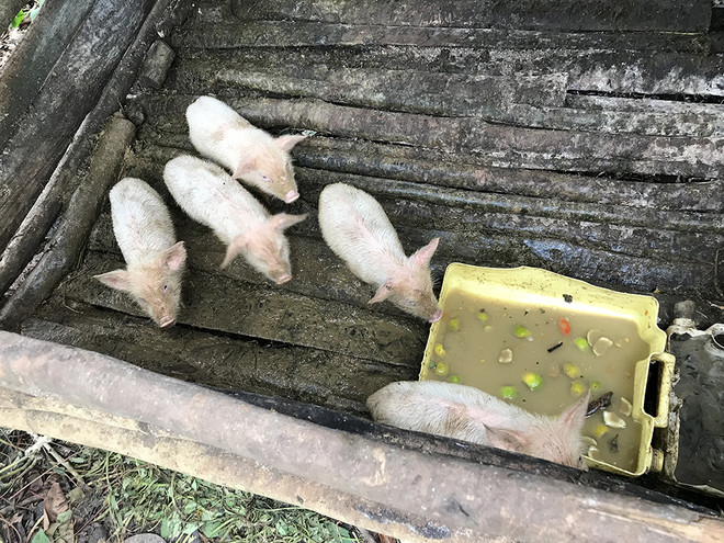 우간다의 새끼 돼지. (사진 제공 =&nbsp;한국희망재단)<br>