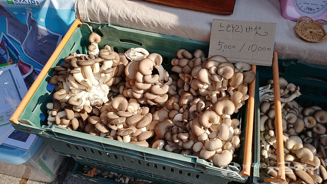 마산교구 농민이 신선하게 유지하기 위해 당일 새벽 가져온 느타리 버섯. ⓒ배선영 기자<br>