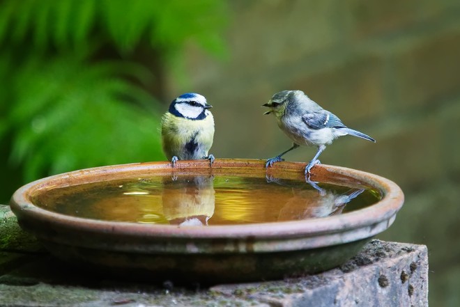 새 두 마리가 물이 담긴 접시 가장자리에 앉아 서로를 마주보며 대화하고 있는 듯한 모습. (이미지 출처 = Pixabay)&nbsp;