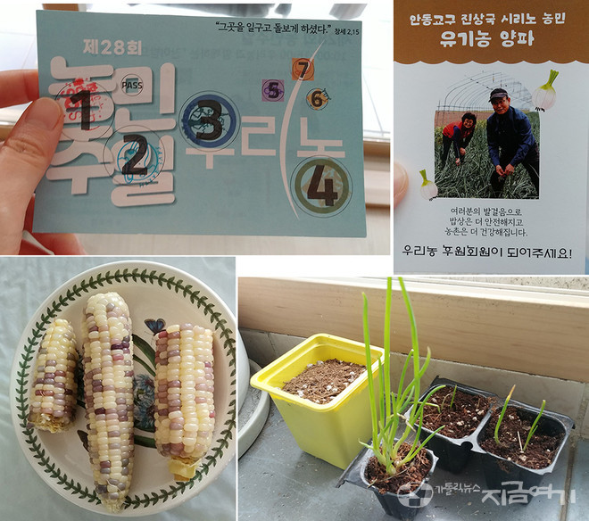 이날 기자가 농민 주일 행사를 체험하고 받은 것들. 행사는 '찬미받으소서' 7가지 목표에 해당하는 부스를 다 돌아 도장을 받아오면 우리 농산물을 선물로 나눠 줬다. 기자가 받은 7개 도장과 선물 옥수수. 단짝으로 뽑은 농민 카드, 토종 종자를 심은 모종. 집에 와서 옥수수를 쪄 먹고, 안동교구 농민을 위해 기도했다. ⓒ배선영 기자.<br>