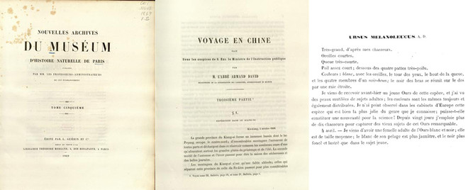 (왼쪽부터) 1869년 파리 자연사박물관 휘보(Nouvelles archives du Muséum d'histoire naturelle de Paris) 표지. 거기 실린 다비드의 다비드의 중국 탐사기. ‘자이언트 판다’(Ursus Melanoleucus)에 관해 기록한 다비드의 메모 내용. (이미지 출처 = Biodiversity Heritage library)<br>