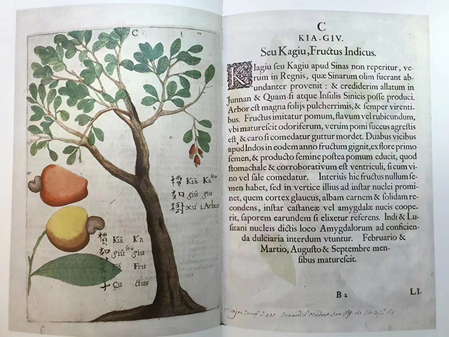 보임(Michael Pierre Boym)의 “중국식물지”(中國植物誌, Flora Sinensis, 1654). 그가 중국 해남도(海南島) 일대에서 발견한 자생 식물과 동물을 관찰한 기록과 그림이다. 위 사진은 2023년 상해고적출판사(上海古籍出版社)에서 나온 것으로 상해 서가회 장서루 도서관이 소장하고 있는 진귀 문헌을 고급 장정의 도록으로 다시 출판한 것이다. ©오현석<br>