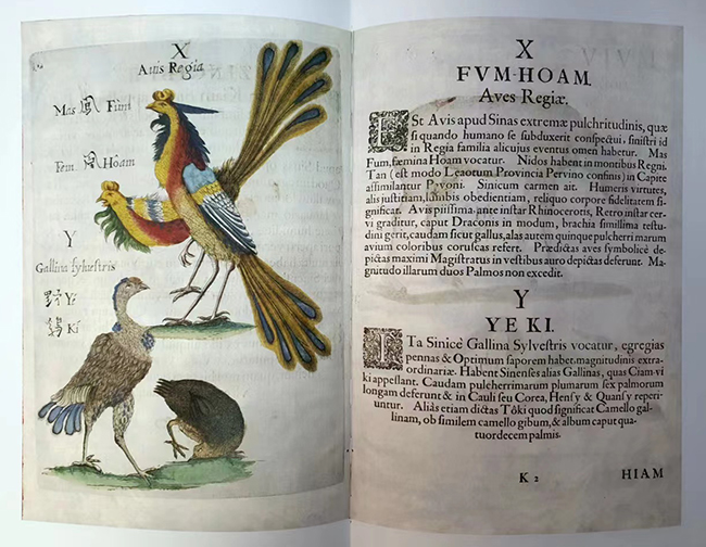 보임(Michael Pierre Boym)의 “중국식물지”(中國植物誌, Flora Sinensis, 1654) 일부. ©오현석<br>