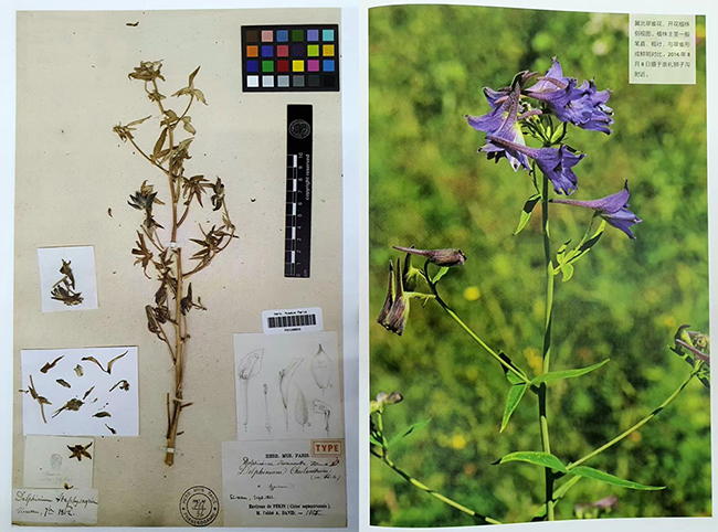 서만자 델피니움(Delphinium siwanense) 표본과 사진. 왼쪽은 1862년 9월에 다비드가 숭례(崇禮) 서만자 인근 산에서 채집하여 프랑스 국립자연사박물관에 보낸 것이다. 서만자 델피니움이라는 이름은 식물학자 블랑샤르가 붙였다. (이미지 출처 = “崇礼博物散记”, 北京大学出版社, 2021)<br>