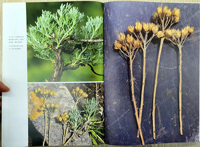 다비드가 서만자에서 채집한 여러 식물과 표본. (이미지 출처 = “崇礼博物散记”, 北京大学出版社, 2021) ©오현석<br>