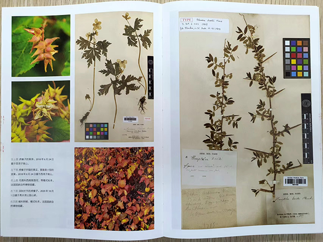 다비드가 서만자에서 채집한 여러 식물과 표본. (이미지 출처 = “崇礼博物散记”, 北京大学出版社, 2021) ©오현석<br>