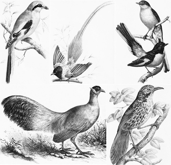 다비드가 동물학자 우스탈레(Émile Oustalet, 1844-1905)와 함께 편찬한 “중국 조류 도감”(“Les oiseaux de la Chine”, 1877). 제1권에는 다비드가 중국에서 발견한 조류 124종이 등장한다. 1권에 등장하는 새의 도판 일부. (이미지 출처 = chineancienne.fr)