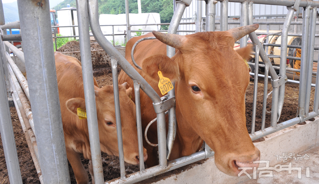 가톨릭농민회 회원 축사에서 자라는 가농소. ⓒ정현진 기자