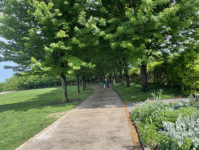 조금씩 깊어 가는 초록 가로수 길을 걷다, 생명을 생각한다. 늘 우리에게 현재로 다가오는 생명이신 주님, 그리고 생명으로 초대하시는 주님의 마음을 묵상한다. ⓒ박정은<br>