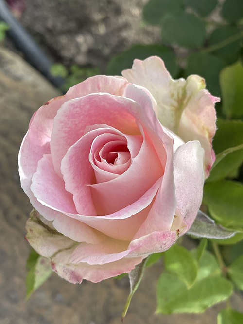 '아름다운 장미, 예수, 내 주여, 나의 맘에 향기 향기 가득하소서, 나의 일생 어느 곳을 가든지, 주님의 사랑으로 향기 내리다' 내가 여전히 제일 좋아하는 어린이 성가. 예수님 마음을 그리는 노래인데, 장미는 사실 교회 역사 안에서 늘 예수님의 마음을 상징하는 꽃이었다. 향기로도 그러하도, 끝없이 내면으로 들어가는 신비로도 그러하다. ⓒ박정은<br>