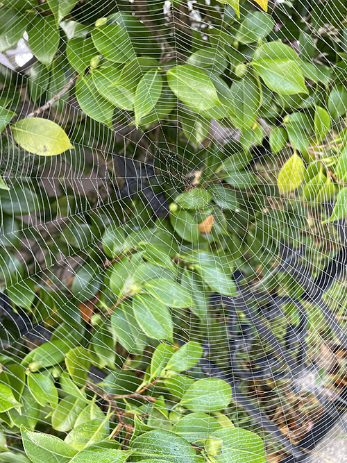 시노달리티(함께 걷기)를 사는 교회를 생각하니, 언젠가 산책길에 만난 거미줄이 생각난다. 서로가 연결되고, 서로를 잘 알고, 또 함께 살아가는. 그런 교회를 조금씩 지치지 말고 만들어 가는 일이 21세기에 우리가 살아가는 이유. ©박정은<br>