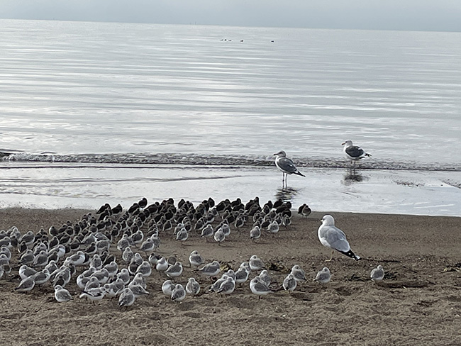 새롭게 시작되는 교회는 경청을 사는 교회. 바닷가에 모인 이 새들은 아무도 말을 하지 않는다. 모두 함께 모여 바다의 목소리를 경청한다.&nbsp;©박정은<br>