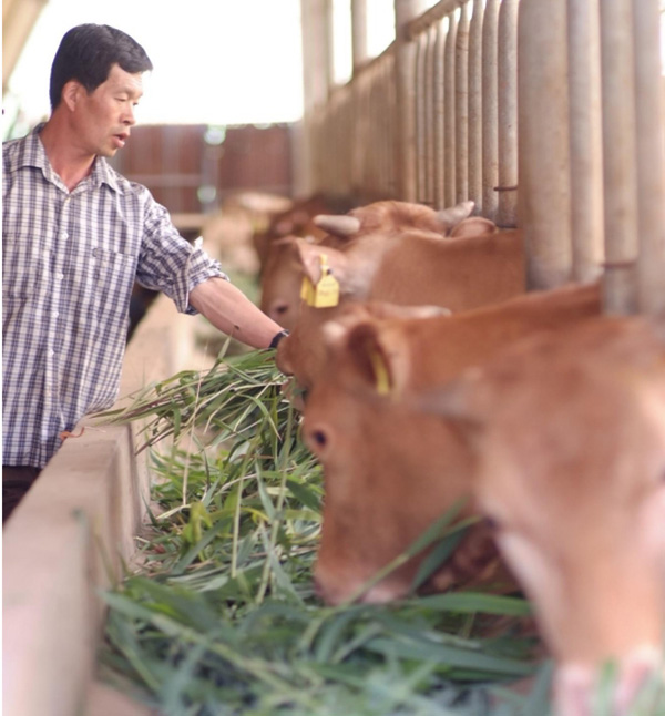 이상식 농민은 가톨릭농민회 안동분회에서 입식된 가농소를 키우고 있다. (사진 제공 = 이상식)<br>