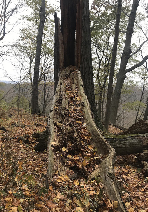 낙엽이 차곡차곡 쌓여 가고, 또 돌아오는 계절 속에 자취 없이 사라지겠지만, 그 자리에 새로 나올 잎새를 기억하며, 나무도 나뭇잎도&nbsp;침묵하는 계절. 나의 실망쯤이야, 다가올 희망에 비하면야 사소하겠지.&nbsp;ⓒ박정은