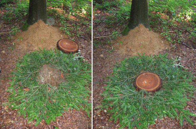 (왼쪽) 수목장을 하기 위해서는 먼저 나무 아래에 구덩이를 파고 그 둘레에 나뭇잎을 깔아서 위치를 알려준다. (오른쪽)&nbsp;나무 아래 파 놓은 구덩이에 유골함을 넣고 난 뒤에 입구를 나무 토막으로 덮어 둔 모양. ⓒ조욱종