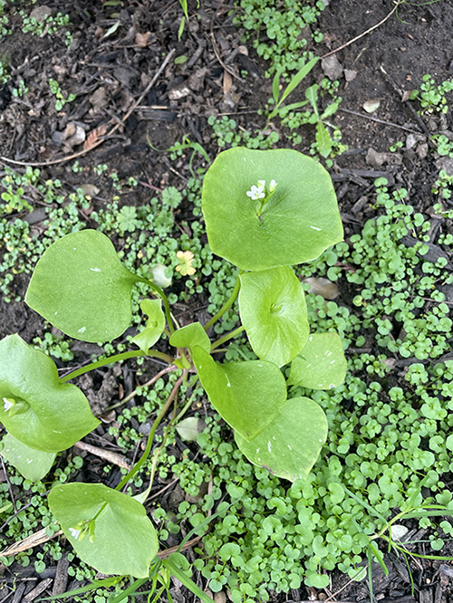 내가 사는 이곳에 찬비가 세차게 내렸다. 그래도 굴하지 않고 온몸으로 초록을 틔우고 꽃을 피우는 작은 생명처럼, 그렇게 하느님나라를 생각하기로 한다. ⓒ박정은