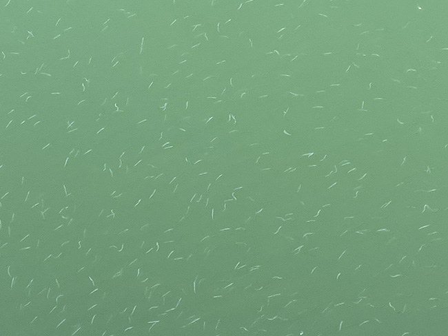 어느 산책길, 물이 유난히 반짝이던 오후, 멈추어 서서 들여다본 물에는 조그만 아기 물고기들이 떼를 지어 움직여 가고 있다. 어둠 속에서도 우리는 가볍게 유영하며 움직여 가야 한다. 새 빛을 우리가 만날 때까지. 너무 화내지 말고, 미움을 키우지 말고, 가볍게. ⓒ박정은