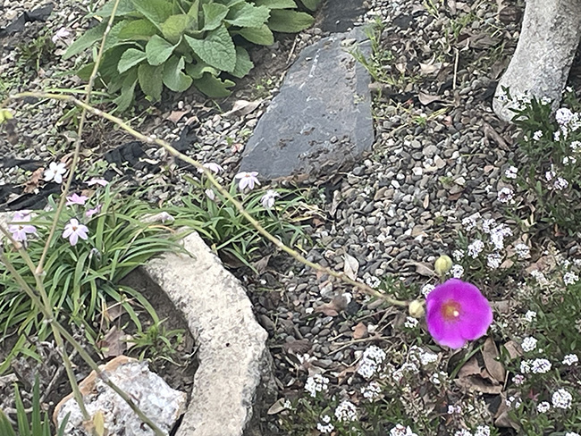 이 사순절에는 진짜 아름다운 것은 값이 없고, 봄을 가져다주는 소중한 생명은 작은 이름 없는 꽃임을 기억하고 싶다. 어떤 욕심도 우리 안에 살지 않게... ⓒ박정은