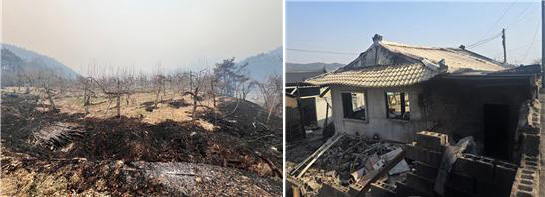 (왼쪽부터) 경북 의성군 &nbsp;안동교구 점곡분회 사과나무 50주가 다 타 버리고, 부산교구 언양분회 회원의 주택도 산불 피해를 입었다. (사진 제공 = 가톨릭농민회)<br>