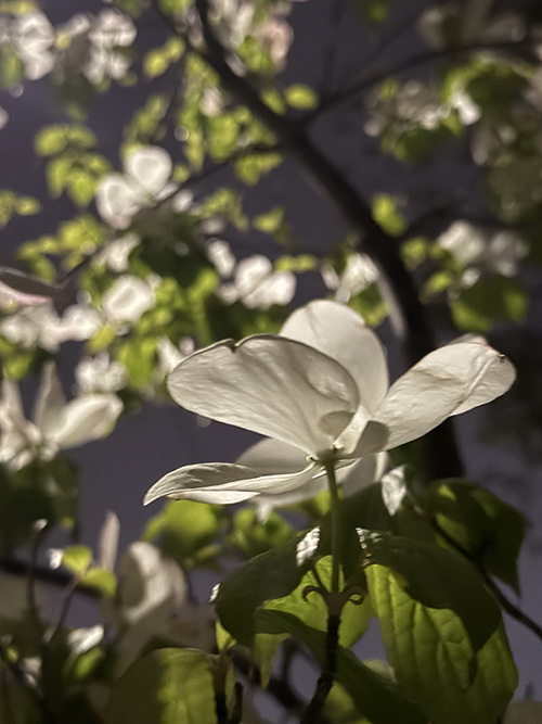 꽃자리 뒤엔 잎이 무성해집니다. 나비처럼 꽃이 날아가 버리면, 초록 잎이 바람에 날립니다. 그러면 에수의 제자도는 공동체로 변화 됩니다. 그리고 나무는 더 깊은 곳에서 생명을 키워냅니다. 오월은 그렇게 생명을 노래하는 달인 것 같습니다. ⓒ박정은<br>