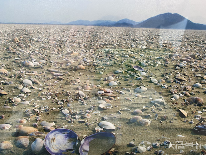 권봉오 교수는 갯벌 1세제곱미터 속에는 약 200개 개체가 살고 있고, 이는 상당히 높은 서식 밀도라며, 사업 이후 새만금에서는 전 세계에서 가장 많은 생명이 죽어 갔다고 말했다. ⓒ정현진 기자<br>