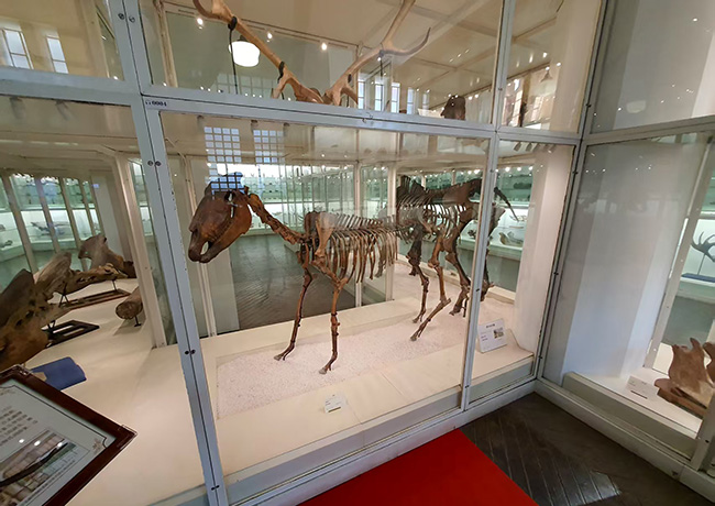 리쌍이 발굴한 고대 동물 뼈와 화석. 북강박물원에 전시된 것으로 이렇게 완전한 형태는 세계적으로 매우 드물다고 한다. 리쌍은 이 뼈 화석의 완전한 형태를 두 구나 발견했는데, 다른 하나는 프랑스 국립자연사박물관에 보냈다. 현재 파리 자연사박물관에도 이것이 전시되어 있다. ⓒ오현석