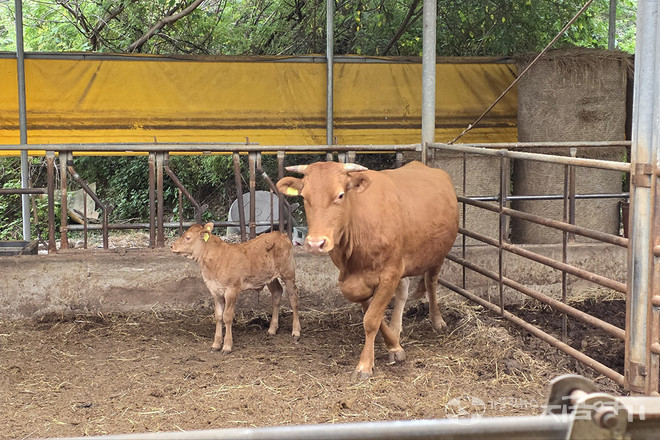 지난 9일 신학생들의 농활 첫째 날에 태어난 송아지.&nbsp;©경동현 기자