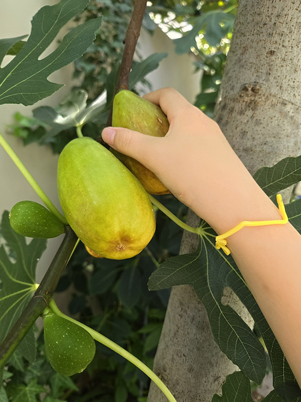 무화과 열매를 따는 아이의 손이 아름답습니다. 손으로 느껴지는 감촉이 어떠했을까 궁금합니다. ©장영식<br>