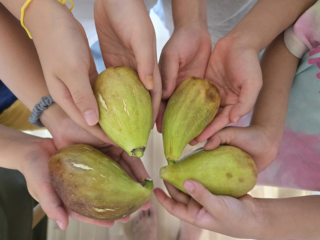 아이들이 직접 딴 무화과 열매를 보고, 누구의 열매가 더 큰 지를 비교하고 있습니다. 도토리 키재기입니다.&nbsp;©장영식<br>