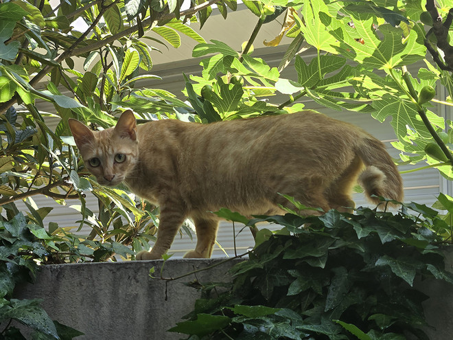 무화과나무 그늘을 걷고 있는 길냥이의 모습이 아름답습니다.&nbsp;<br>