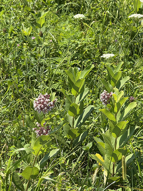 끝없이 펼쳐진 초원에 갖가지 풀들이 함께 피어 있다. 이렇게 서로 있으면, 저절로 땅이 비옥해진다고 생태 공동체를 하는 친구가 알려 준다. 그냥 이렇게 서로 다른 존재를 받아들이기만&nbsp;하면 우리의 영혼도 비옥해질 것 같다. ⓒ박정은<br>