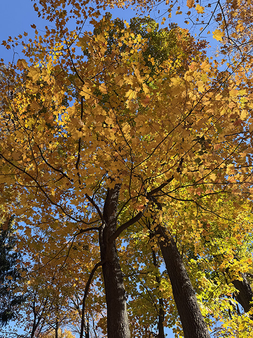 사람이 교회라는 가르침을 새기며, 우리의 왕직, 사제직, 그리고 예언직이 가을 숲의 나무처럼 찬란하길, 가난하고, 소박하여 더 빛나는 것이기를. ©박정은