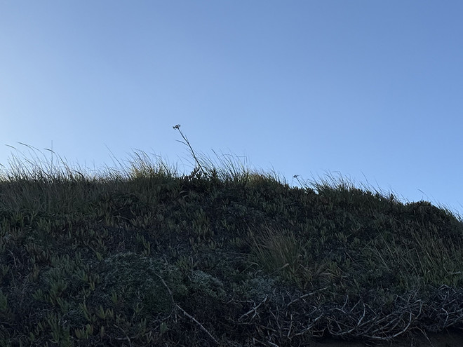 차가워지는 바닷바람에 흔들리는 작은 풀잎을&nbsp;보면서, 우리의 삶의 유한함, 그 삶을 돌보는 누군가의 손길 안에 끈질긴 생명의 아름다움을 만난다. 우리의 일상은 죽음 안에서 그렇게 강한 것이 아닐까.&nbsp;©박정은